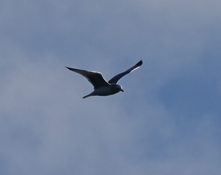 California Gull