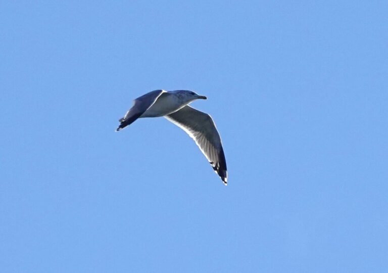 California Gull