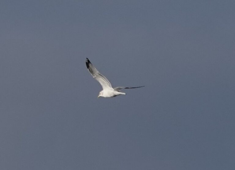 California Gull