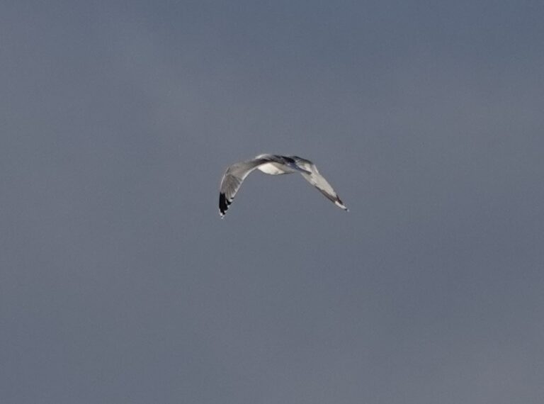 California Gull