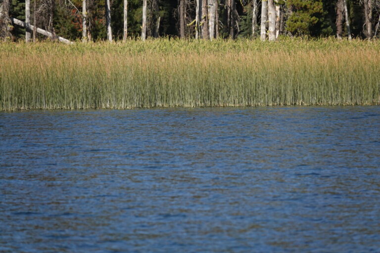 The bulrush patch.