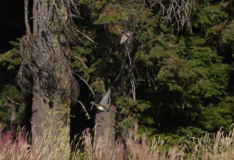 Wood Ducks