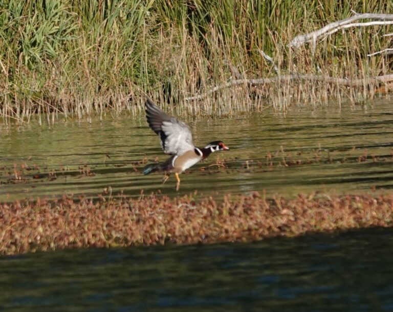 Male Wood Duck