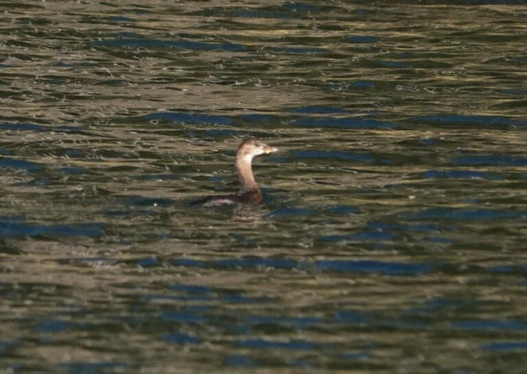 Pied-billed Grebe