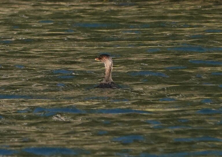 Pied-billed Grebe