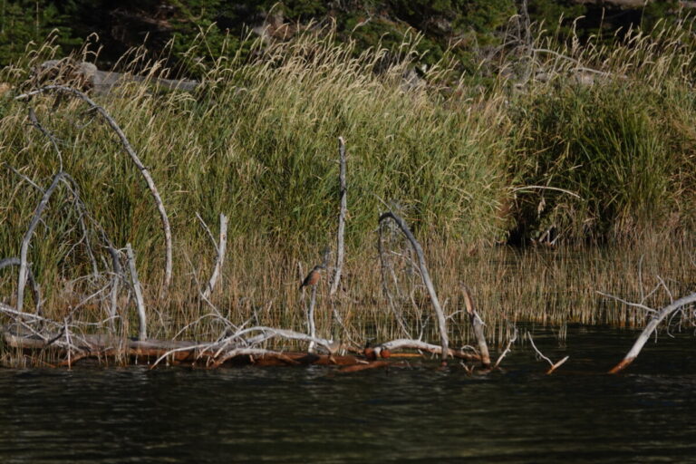 Birds perched on down tree in water.