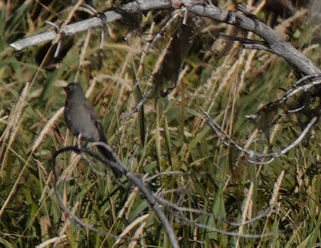 Townsend's Solitaire