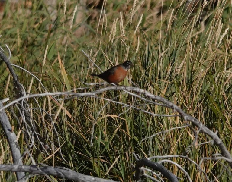 American Robin