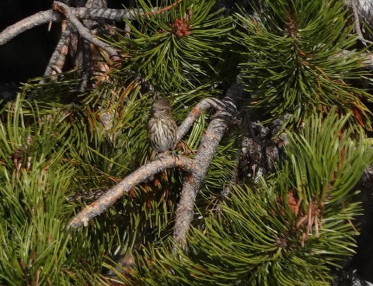 Pine Siskin in nearby tree.