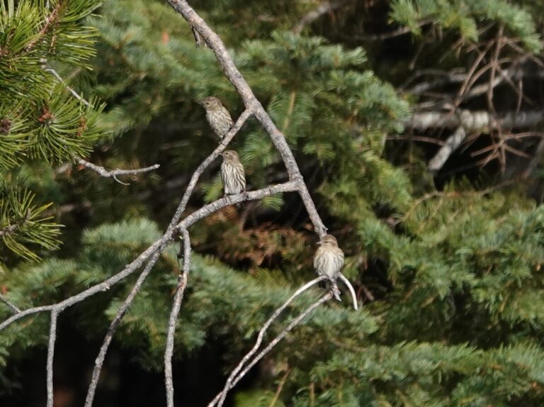 Pine Siskins in nearby tree.