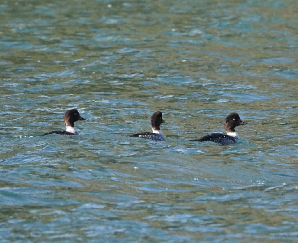 Barrow's Goldeneye