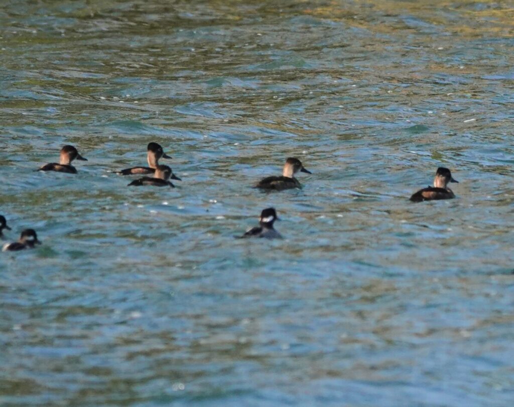 Ring-necked Ducks and Bufflehead