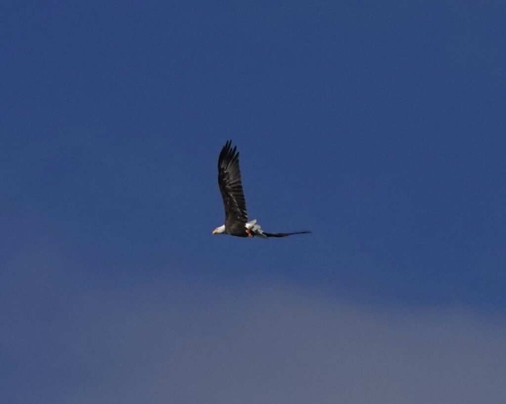 Bald Eagle