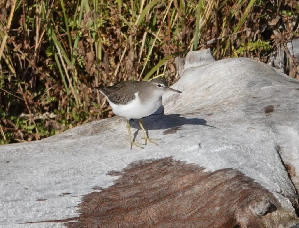 Spotted Sandpiper