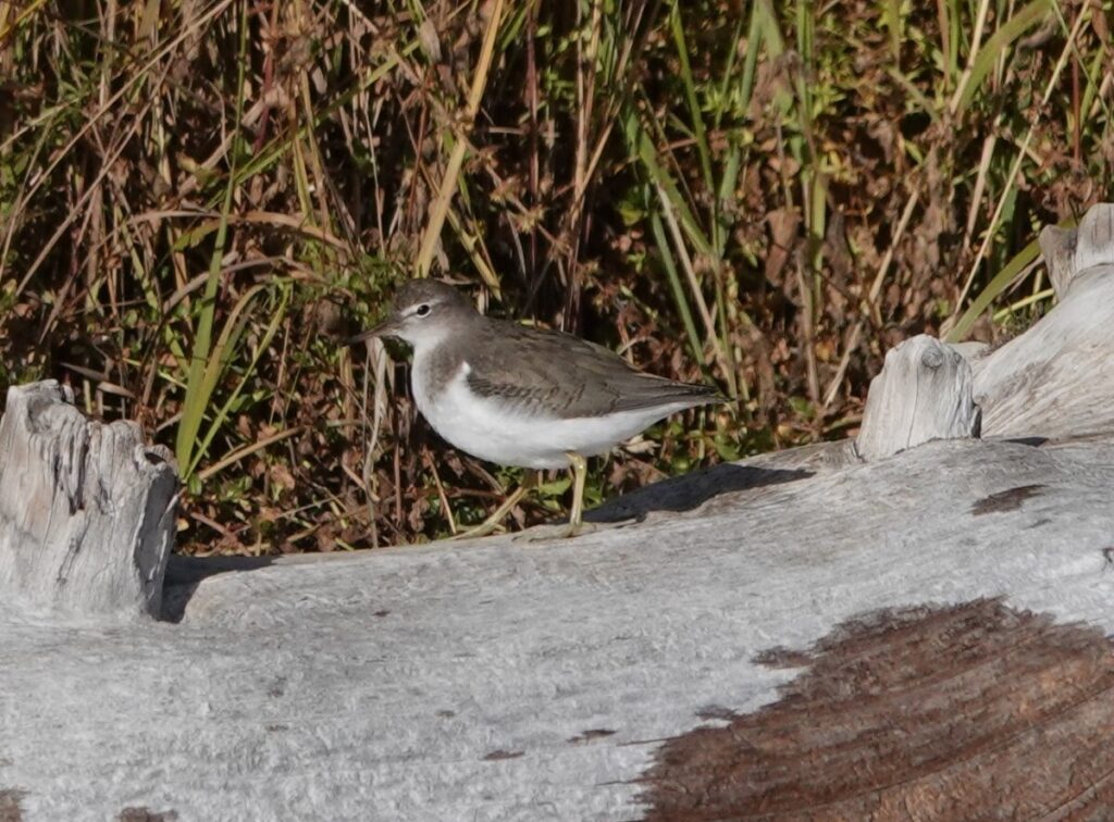 Spotted Sandpiper