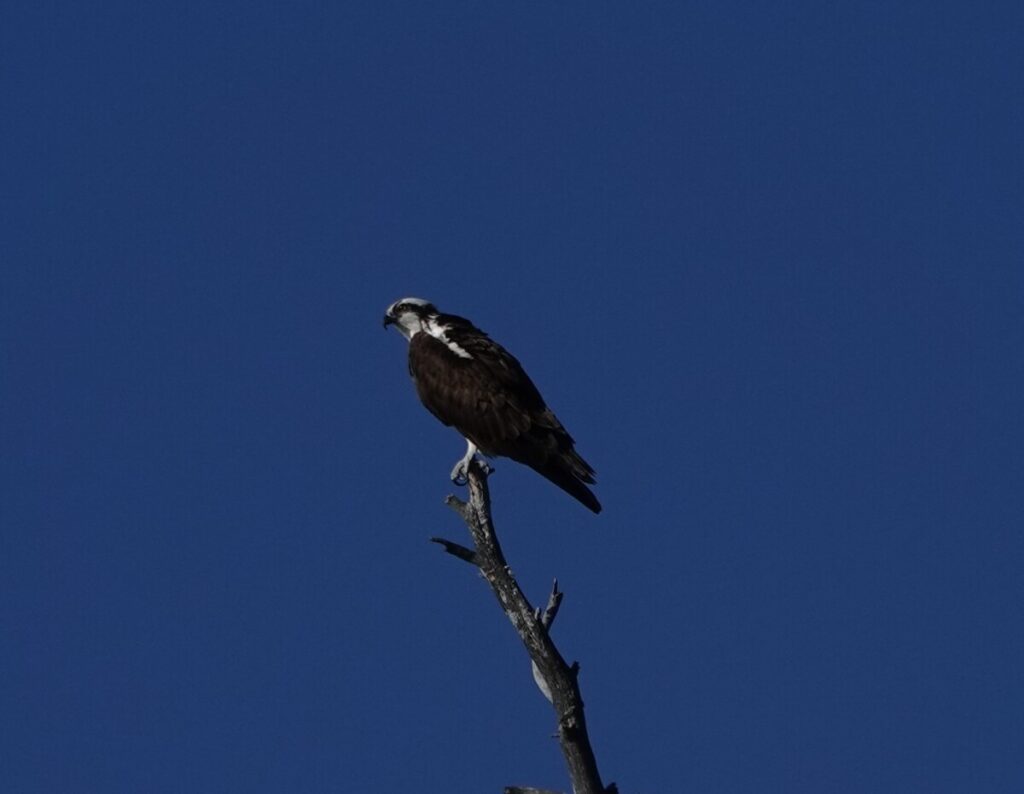 Osprey