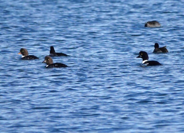 Barrow's Goldeneye