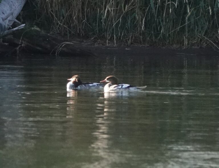 Common Mergansers