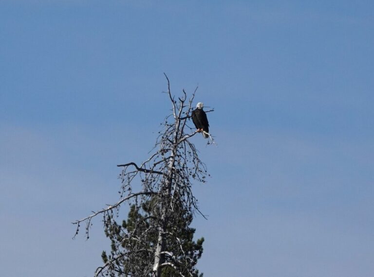 Bald Eagle