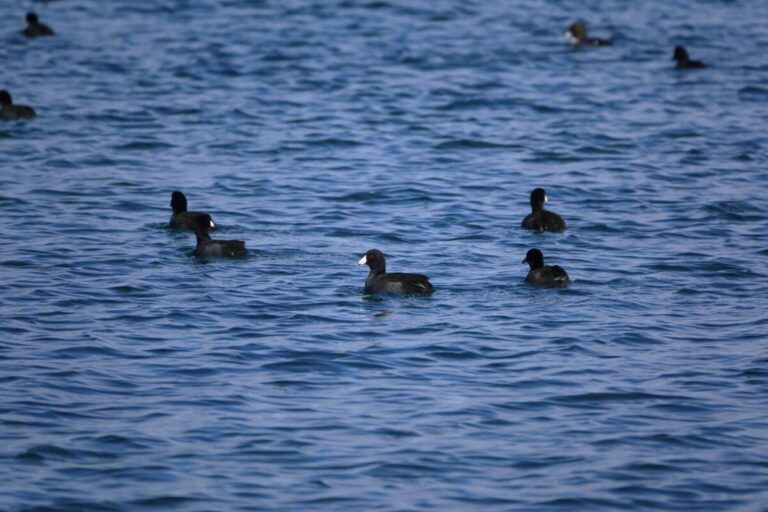 American Coot