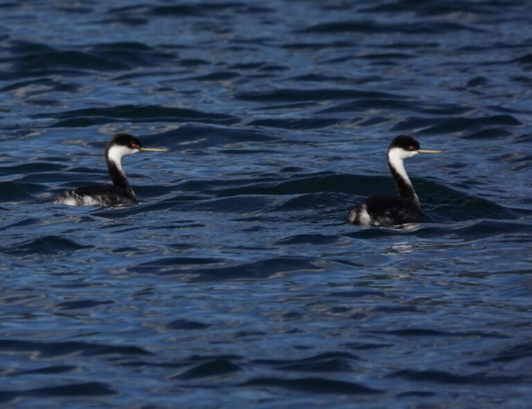 Western Grebes