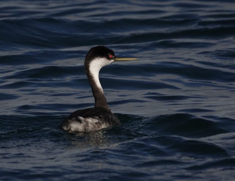 Western Grebe