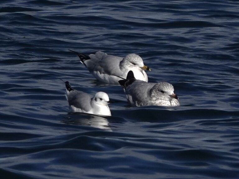 Bonaparte's and Ring-billed Gulls