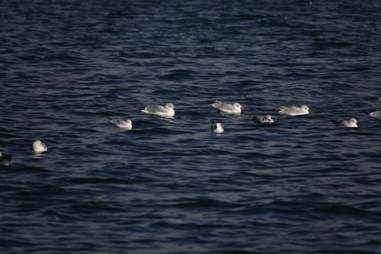 Ring-billed Gulls and Bonaparte's Gulls