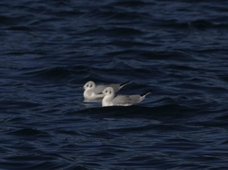 Bonaparte's Gulls