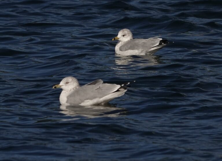 Ring-billed Gulls