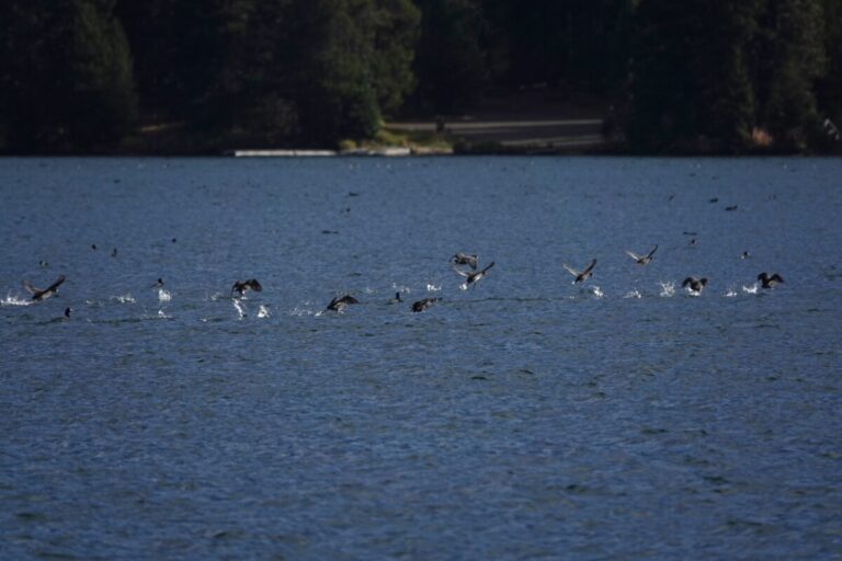 American Coots take flight, sort of.