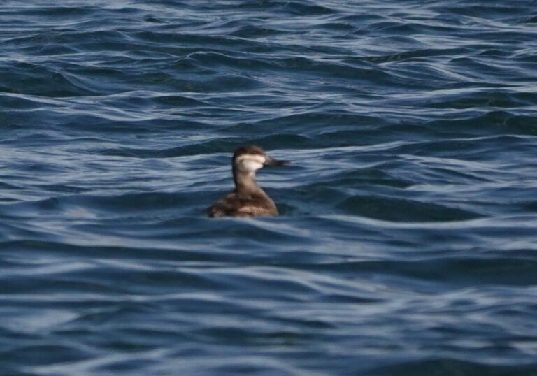 Ruddy Duck