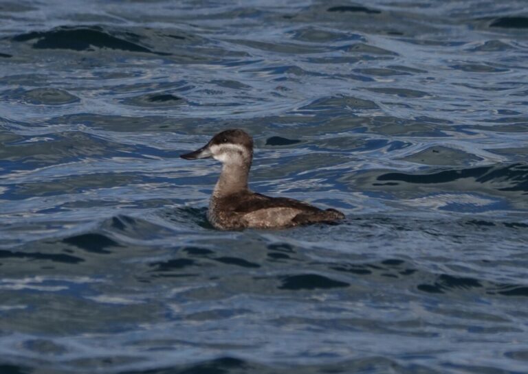 Ruddy Duck