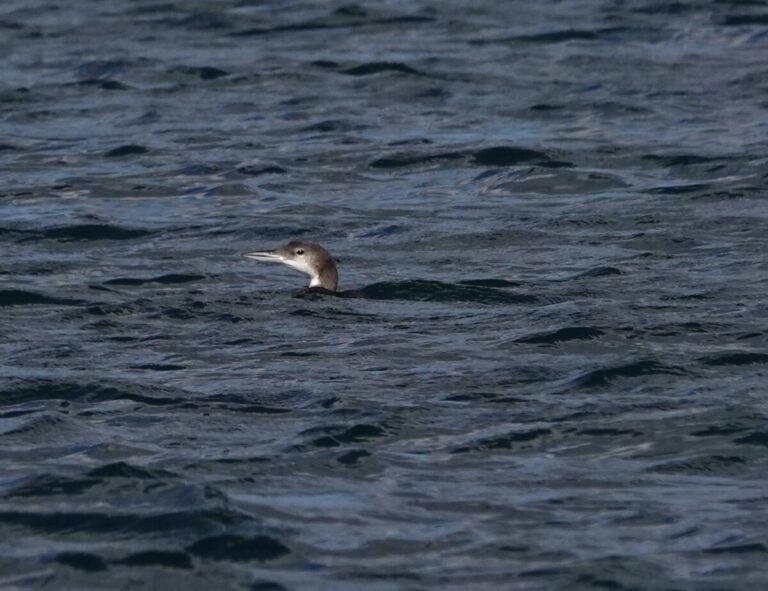 Common Loon