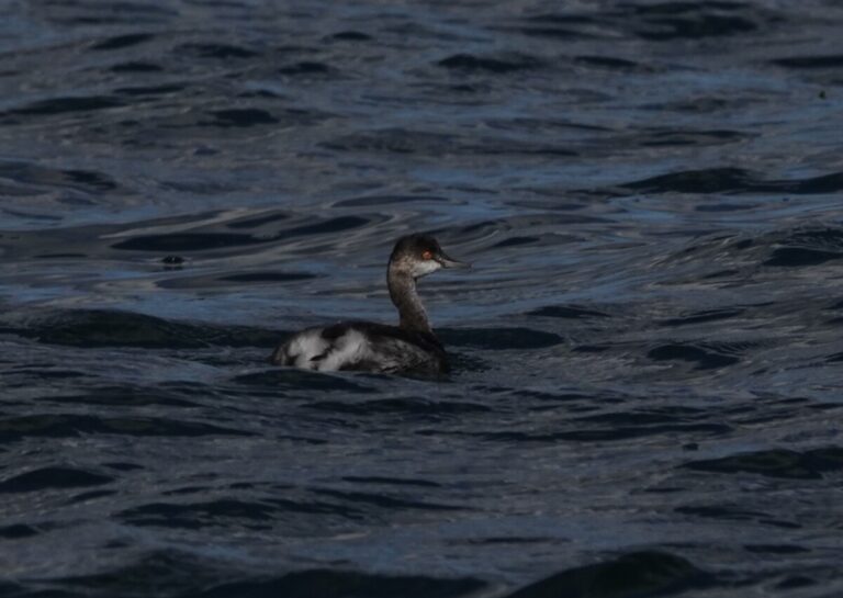 Eared Grebe