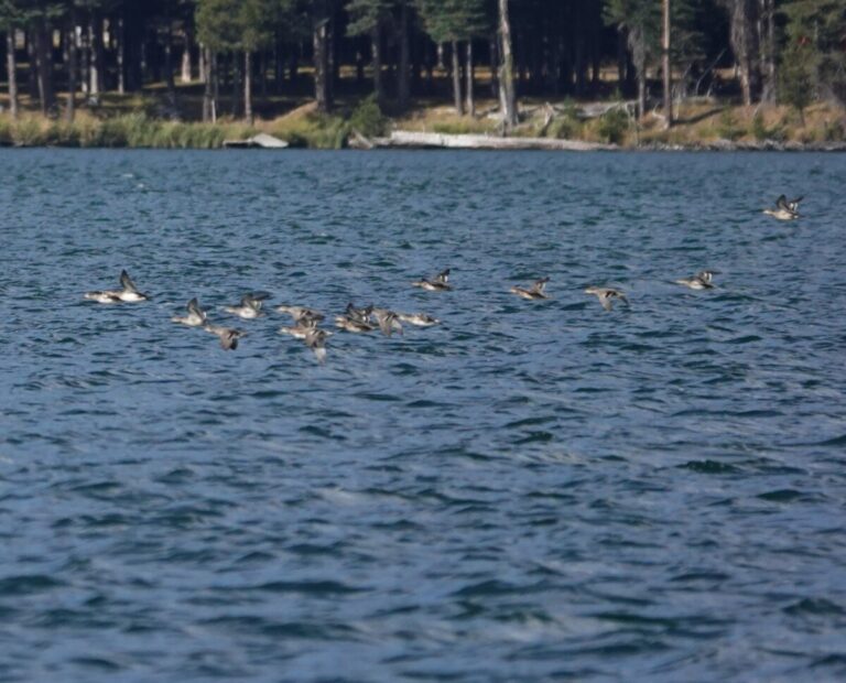 Green-winged Teal