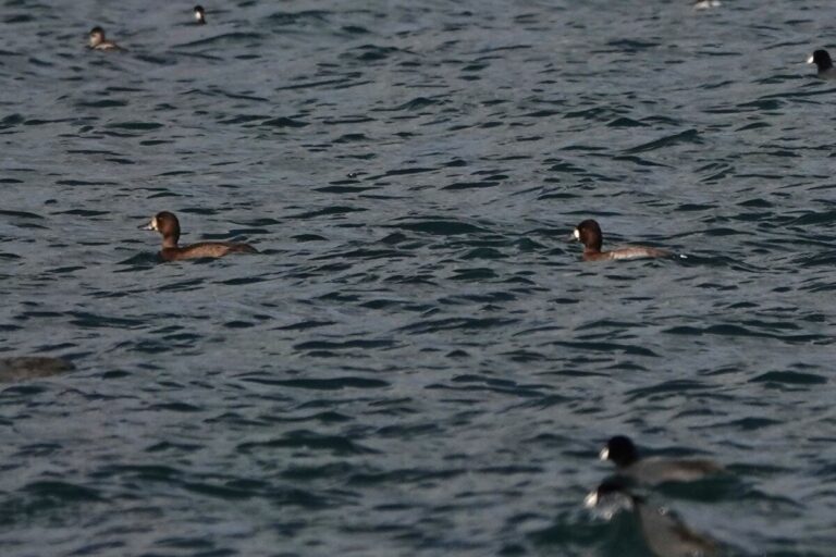 Greater and Lesser Scaup