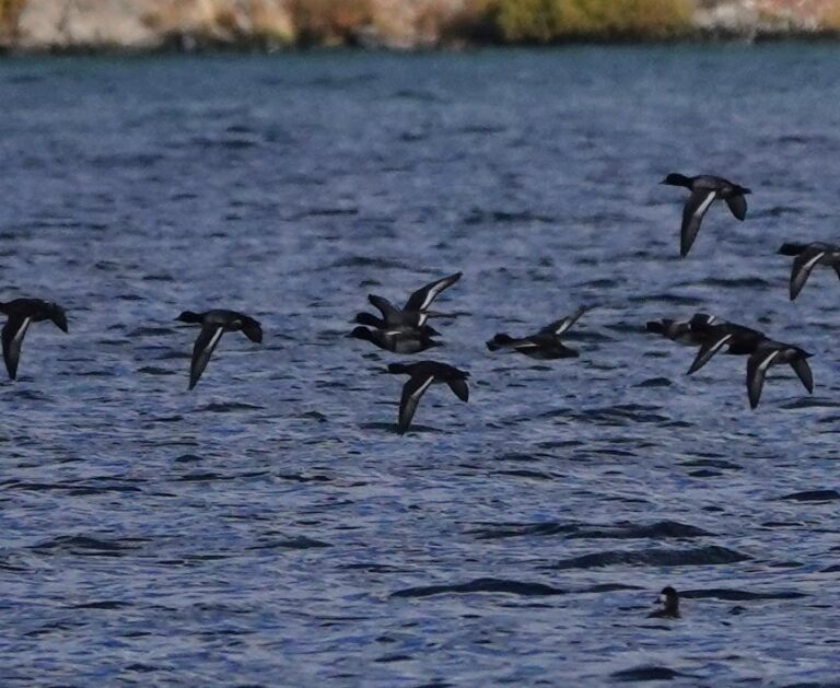 Lesser Scaup with one Greater above center