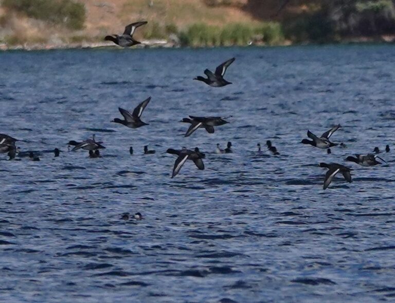 Lesser Scaup with one Greater Scaup below center