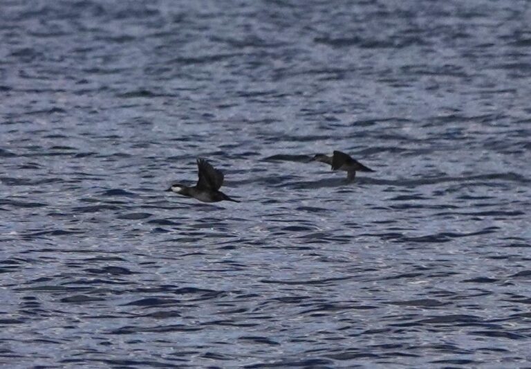 Ruddy Ducks