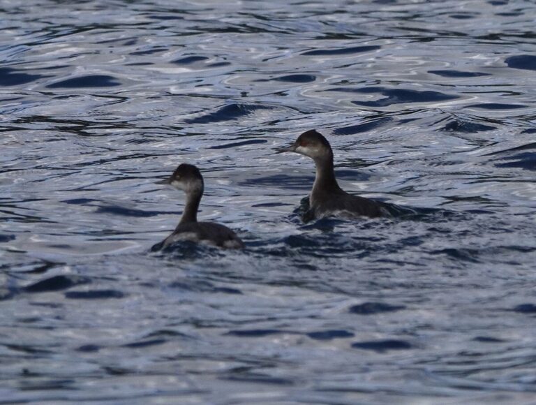 Eared Grebes