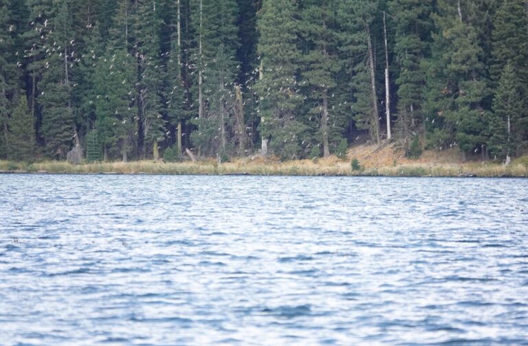 Flighty flocks of Lesser Scaup