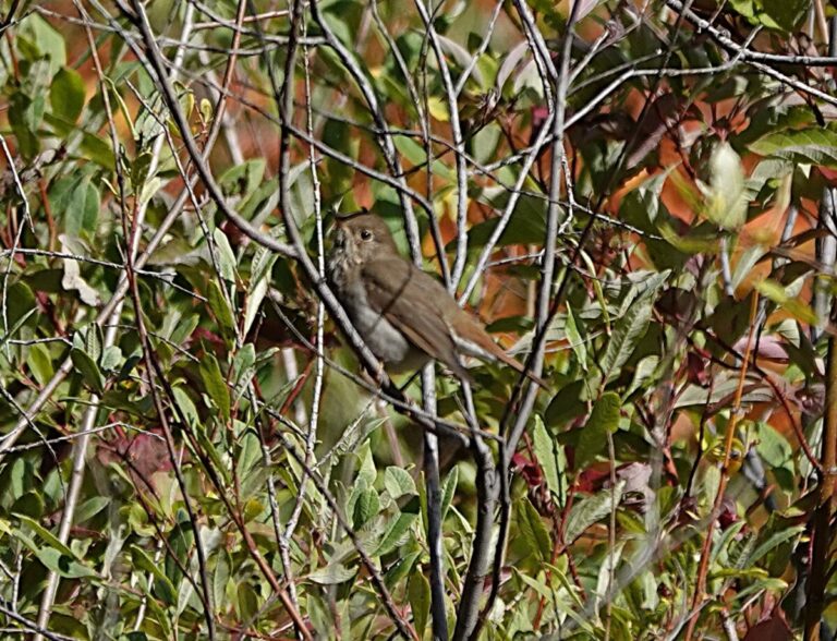 Hermit Thrush