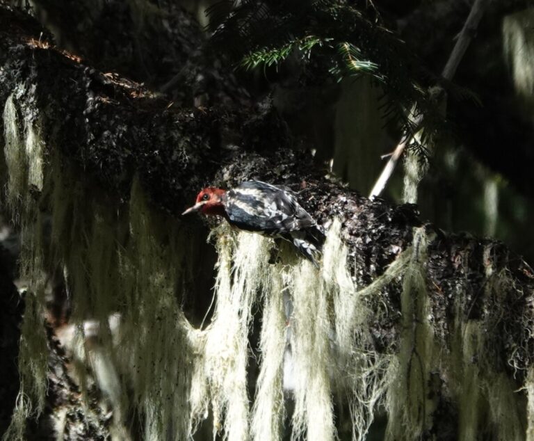 Red-breasted Sapsucker