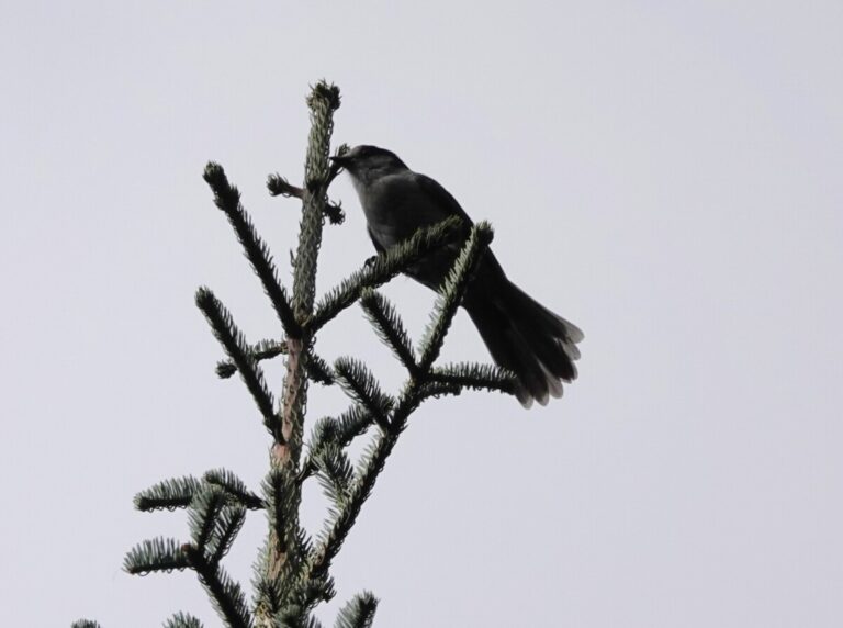 Canada Jay