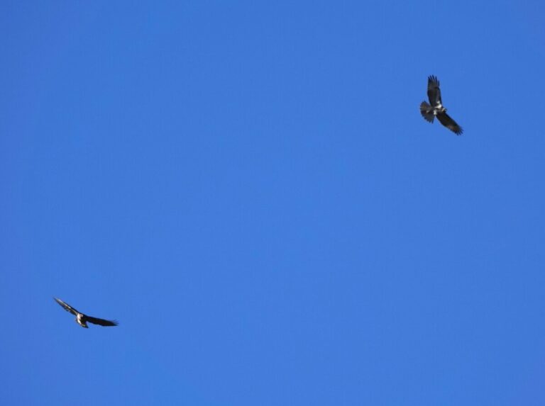 Red-tailed Hawks