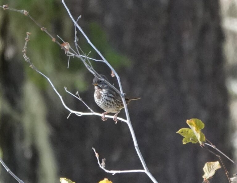 Sooty Fox Sparrow