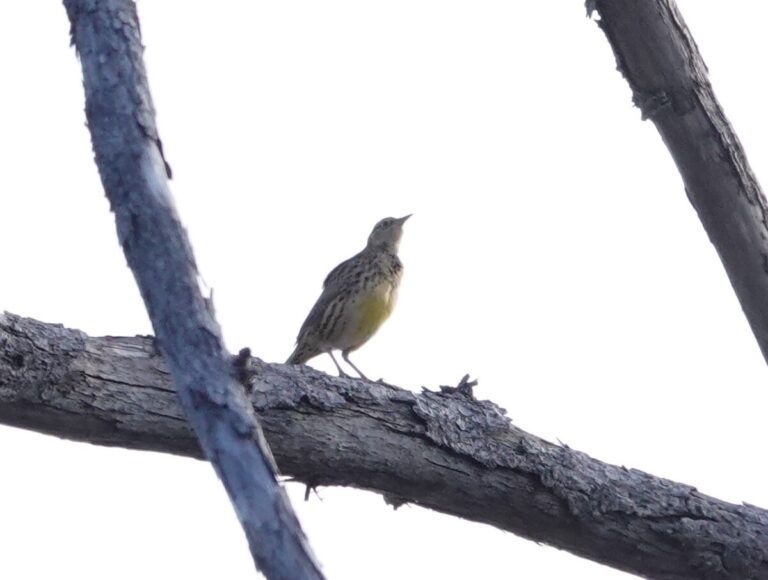 Western Meadowlark