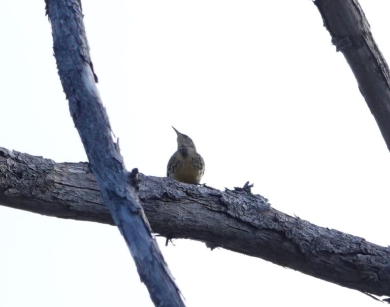 Western Meadowlark