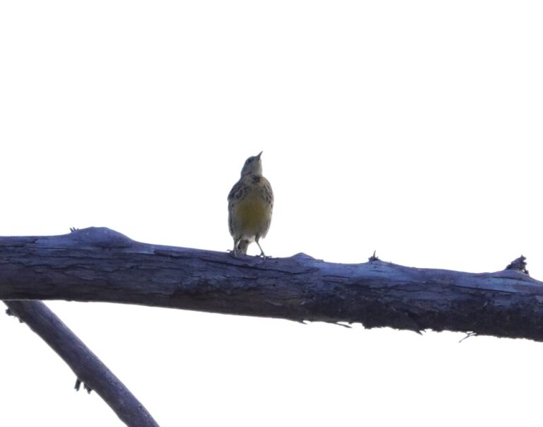 Western Meadowlark